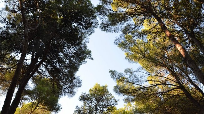 Alberi alti ripresi dal basso contro il cielo.